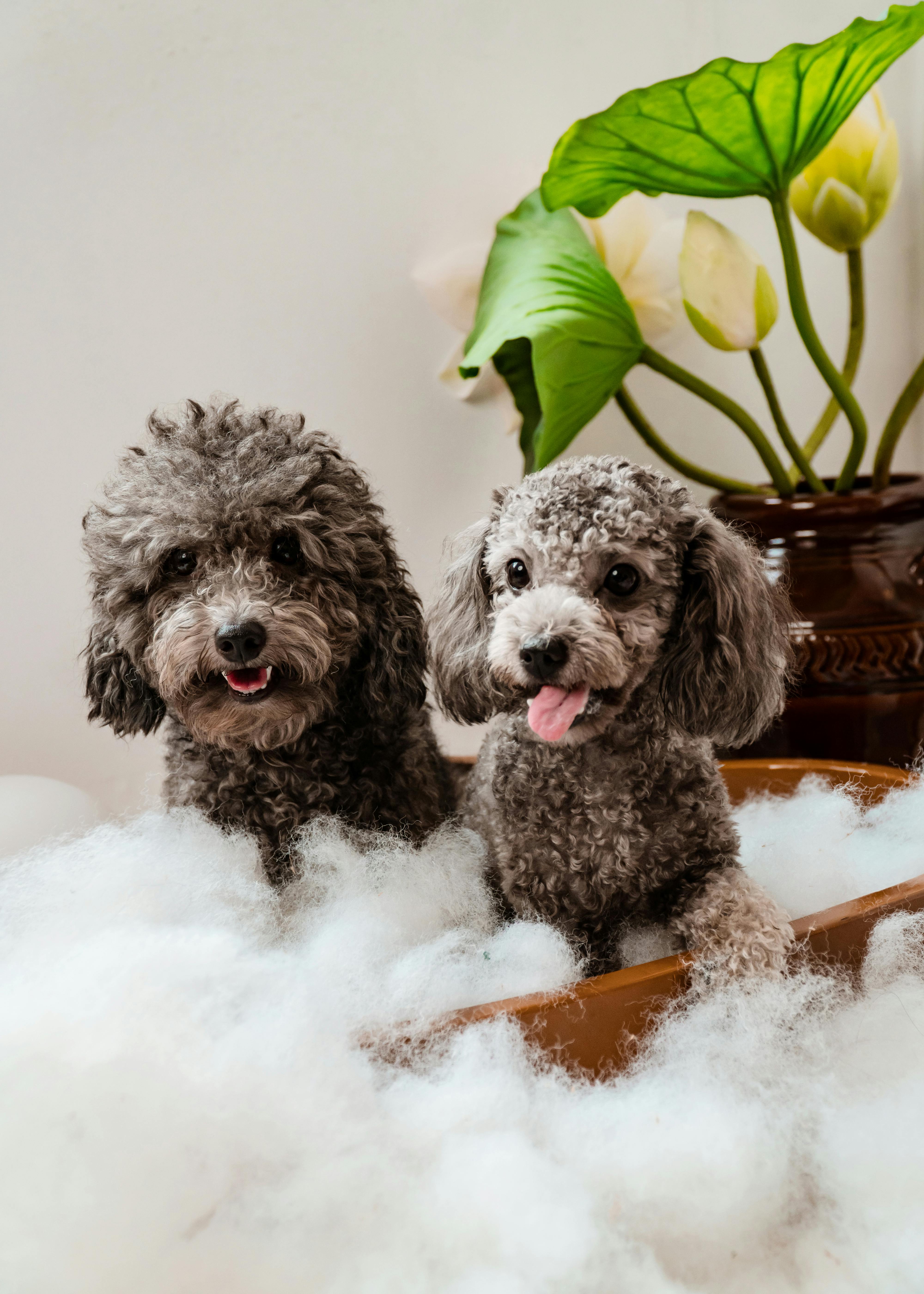 Two poodles enjoying a bubble bath — Hazel & Co.